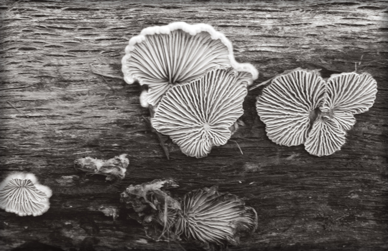 mushrooms-20211117-17-11x10