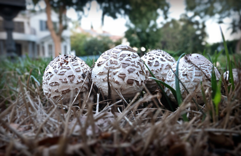 mushrooms-20200924-01-17x11