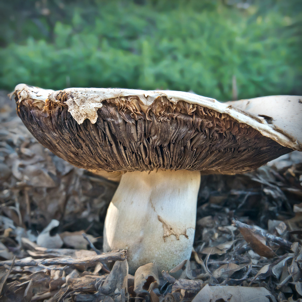 mushroom-20180407-01B