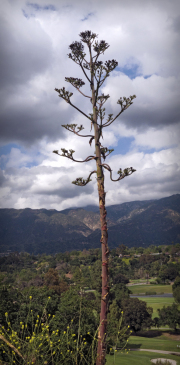 arroyo-agave-20230505-01B-11x17