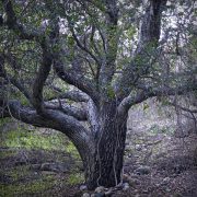 arroyo-cost-live-oak-202301113-01-10x10-1-scaled