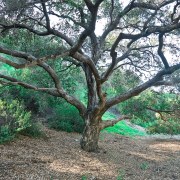 arroyo-oak-20180407-01