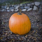 arroyo-pumpkin-20230106-01-10x10-1-scaled