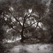 arroyo-tree-20251121-01B-10x10-1-scaled