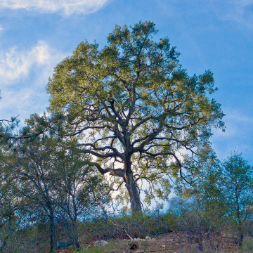 coast-live-oak-4x4