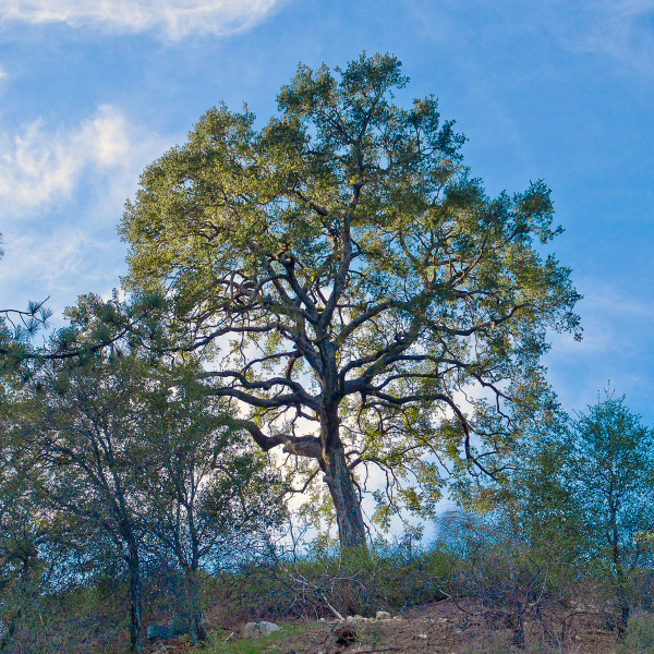coast-live-oak-4x4