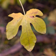 leaf-20221210-01-10x10