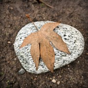 rock-leaf-20170120-01B