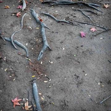 roots-20221121-10x10