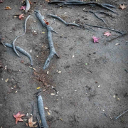 roots-20221121-10x10