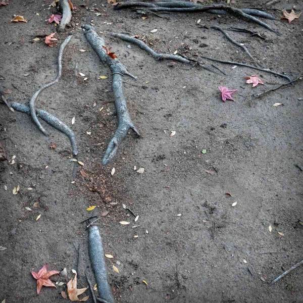 roots-20221121-10x10