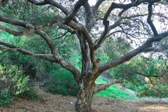 arroyo-oak-20180407-01