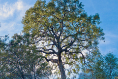 coast-live-oak-4x4