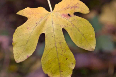 leaf-20221210-01-10x10