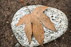 rock-leaf-20170120-01B