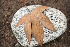 rock-leaf-20170120-01B