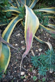 1_cactus-20180306-01B