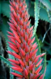 agave-flower-20230125-01-11x17