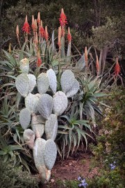 cacti-01