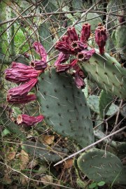 cacti-01B