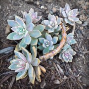 cacti-20180602-01B