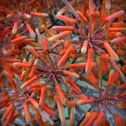 cacti-flowers-20180127-01B