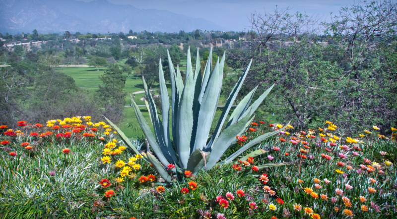 cacti-gaziina-20140305-17x11