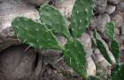 cactus-02-17x11