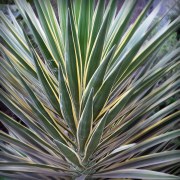cactus-20161021-01B