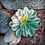 cactus-20161112-01B