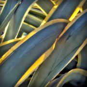 cactus-20170822-01B