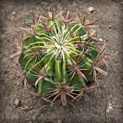 cactus-20170904-01B