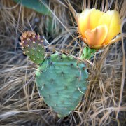 cactus-bloom-20180525-01B