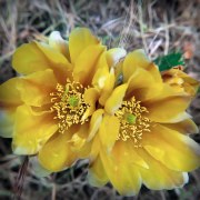 cactus-blossoms-20180519-01B
