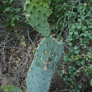 cactus-dude-20190613-01