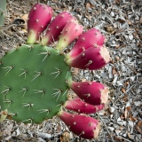 cactus-headress-01