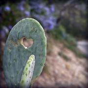 cactus-heart-01B