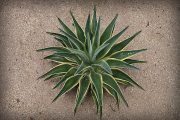 cactus-san-rafael-01