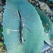 cactus-scar-20160212-01