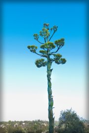 century-plant-20160630-01