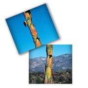 century-plant-20161124-01C