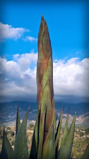 century-plant-20180125-01B