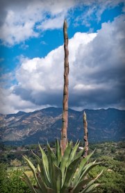 century-plant-20220305-01-11x17