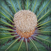 la-jolla-20160623-01B