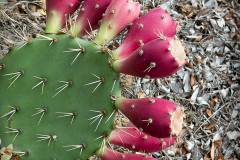 cactus-headress-01