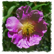 camillia-bee-20251119-01B-10x10