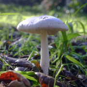descanso-mushroom-20251119-01-10x10