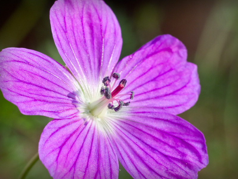 Flowers_023