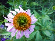 Flowers_040