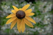 black-susan-03